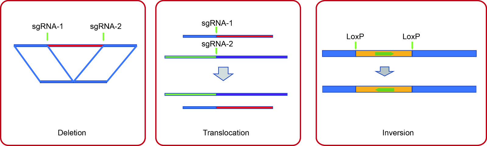 crispr_summary.jpg
