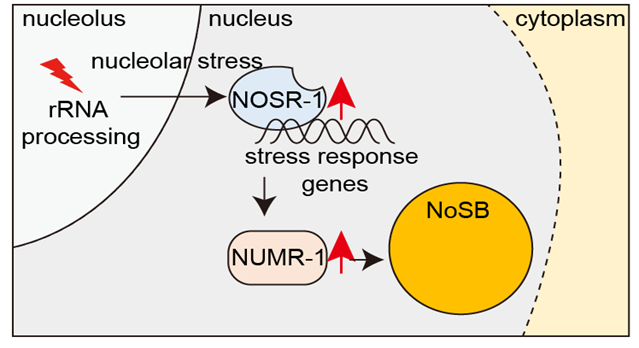nosb.png